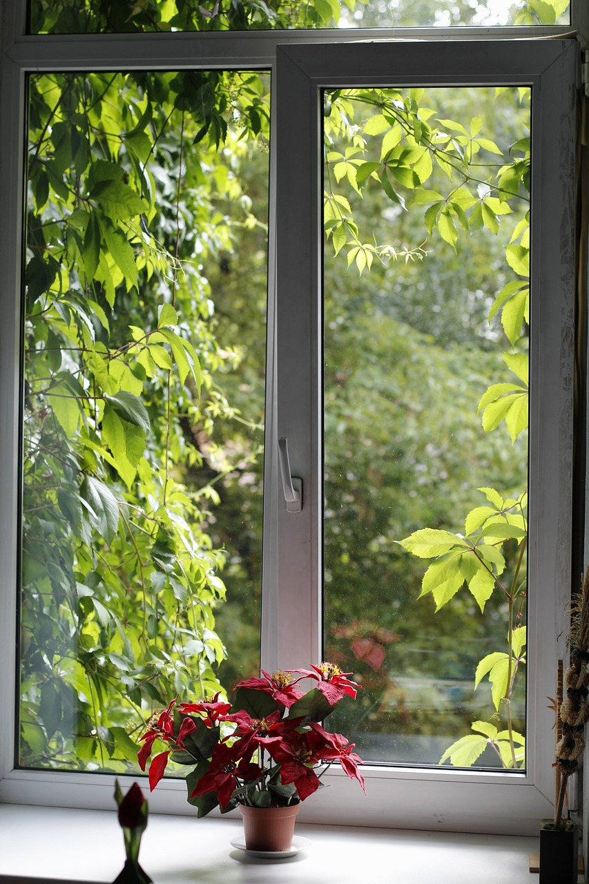 window, nature, green-1029601.jpg